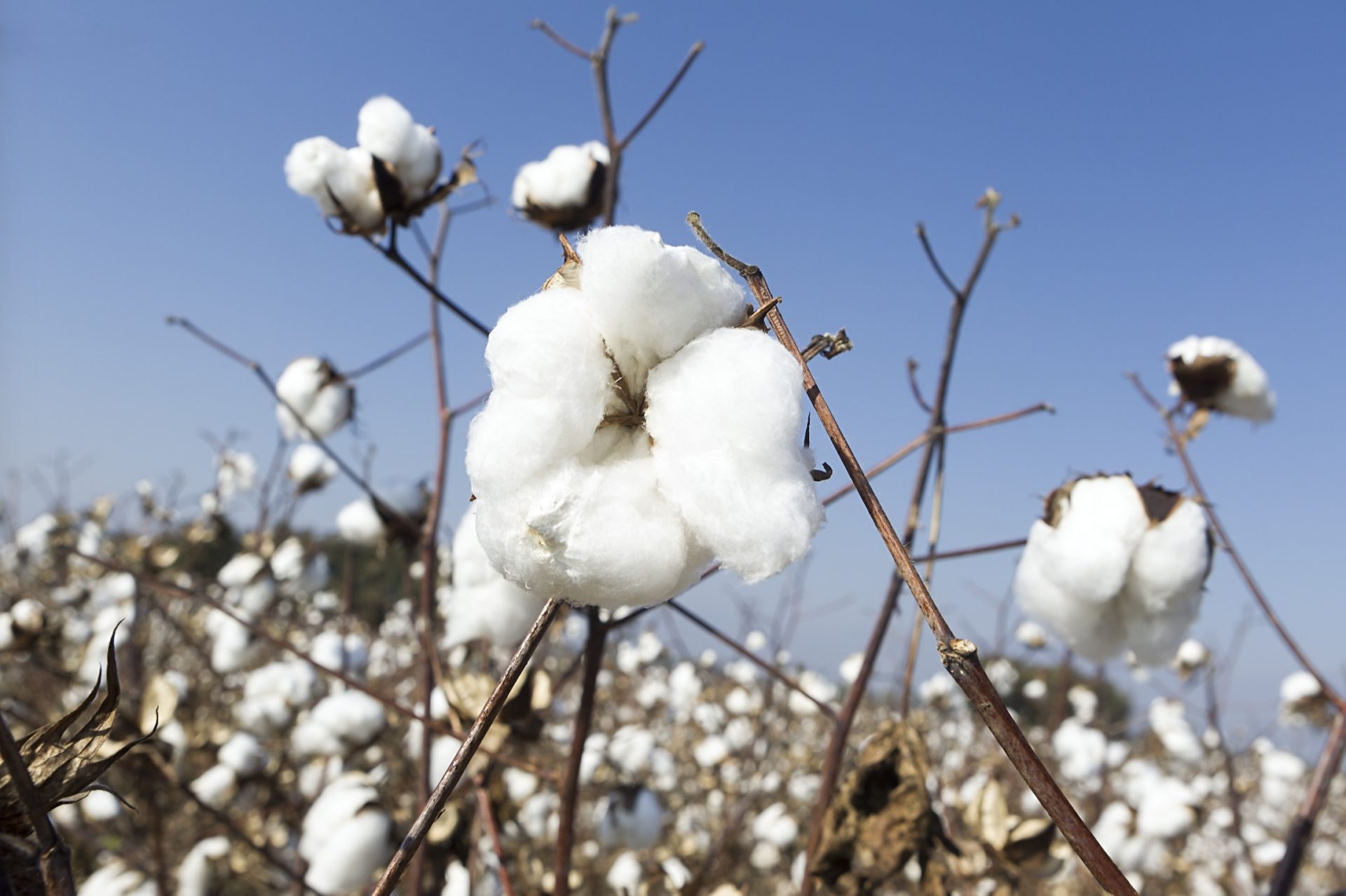 Cotton Flower Perfums